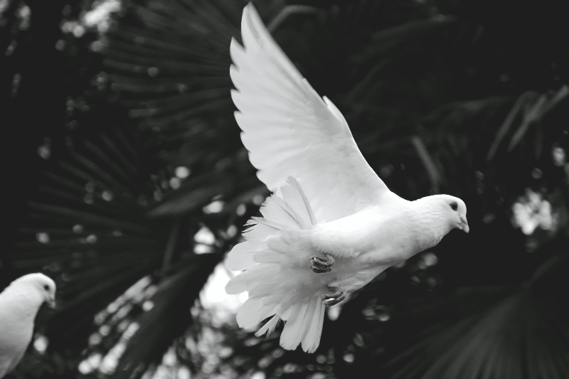 Image of the Holy Spirit similar to a mother bird